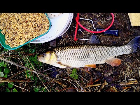 Видео: ТРОФЕЕН КЕФАЛ! Бърз риболов след работа