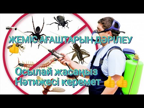 Видео: Жеміс ағаштарын дәрілеу Зыянкестер енді жоқ.2-бөлім