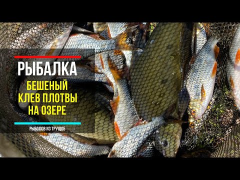 Видео: БЕШЕНЫЙ КЛЁВ ПЛОТВЫ НА КУКУРУЗУ!рыбалка на озере с ночёвкой