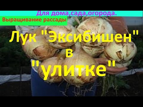 Видео: Лук "Эксибишен" в "улитке"!!! Супер!!!