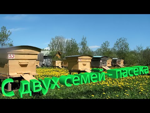 Видео: Профессор Кашковский: Как размножать пасеку с 2 семей?