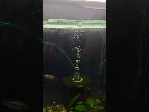 Видео: Как да преценяте кои рибки са добре при закупуването.Бърз начин за дезинфекция