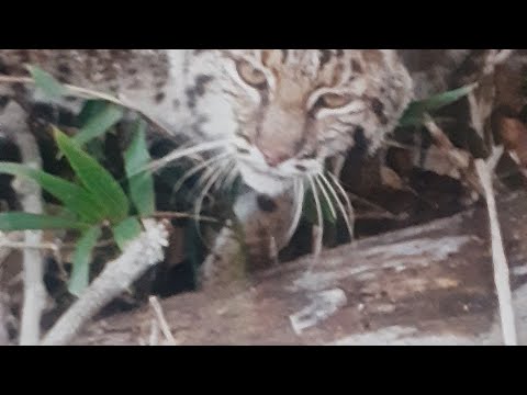 Видео: Отлов рысей: использование наборов Cubby.