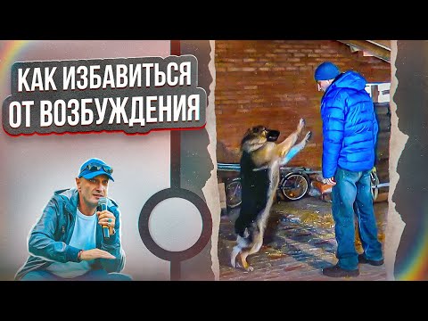 Видео: Как помочь собаке избавиться от возбуждения(Немецкая овчарка Наоми)