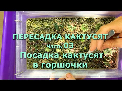 Видео: ПЕРЕСАДКА КАКТУСЯТ - 03 Посадка кактусят в горшочки  #кактусы#суккуленты#КомнатныеРастения#пересадка