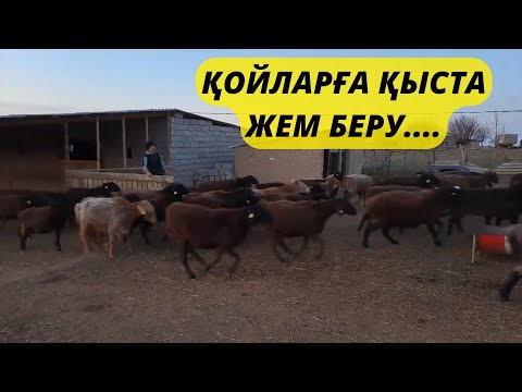 Видео: Сақман кезінде қойларға қаншалықты жем береміз...?