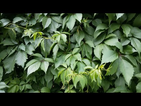 Видео: 56. Когда можно уходить из монастыря