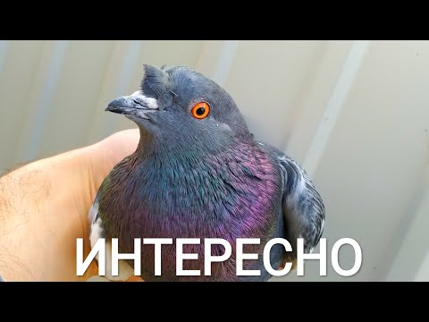 Видео: ПОЙМАЛ ОЧЕНЬ РЕДКОГО ГОЛУБЯ , СКОРЕЕ ВСЕГО ЭТО 