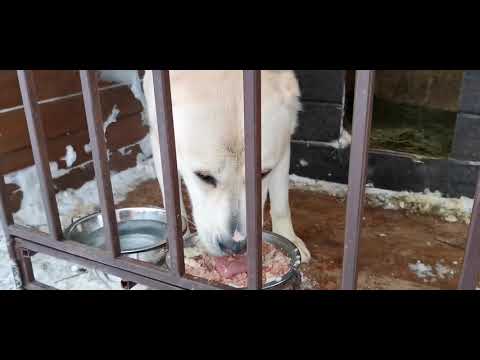 Видео: Чем я кормлю алабая с утра. Натуралка для среднеазиатской овчарки.