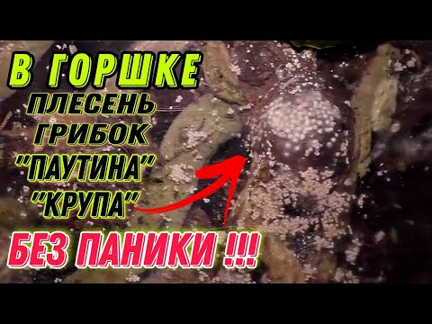 Видео: 😱Плесень в горшке с орхидеей❗ ⛔Знай от чего заводится и как поступить чтобы не навредить орхидее⚠️