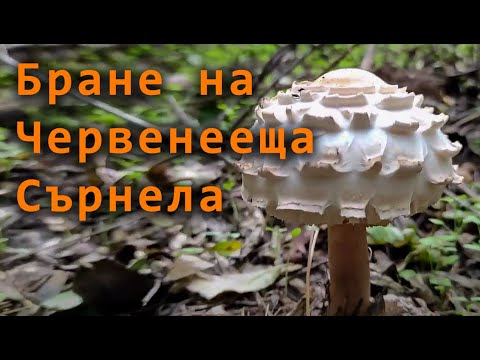 Видео: Червенееща Сърнела. Бране и отличителни белези.