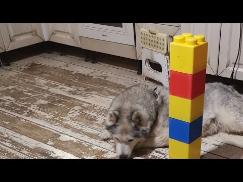 Видео: мини эфир с 10 #хаски