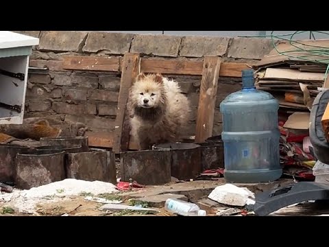 Видео: "Принц" в беде: его держали "сторожем" на свалке!