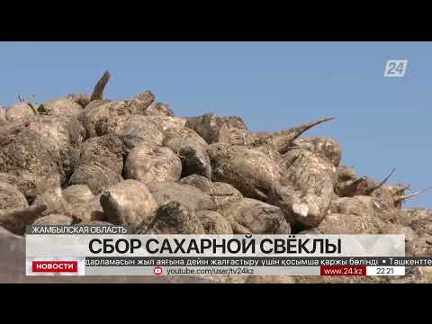 Видео: К сбору сахарной свеклы приступили в Жамбылской области