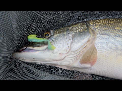 Видео: Осень - пора крупной щуки. 5100 - начало положено