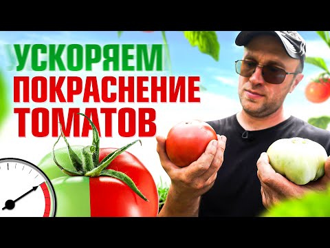 Видео: 5 способов как ускорить покраснение томатов / Илья Макаров