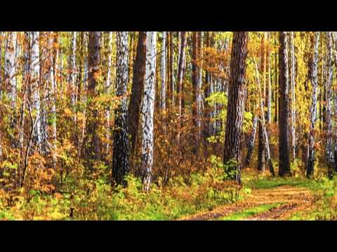 Видео: АСМР хруст сухих веток под ногами.Шорох сухой травы|ASMR crunch of dry branches underfoot.