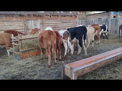 Видео: Ауыл тынысы.Бұзауларды сиырлардан бөлу.