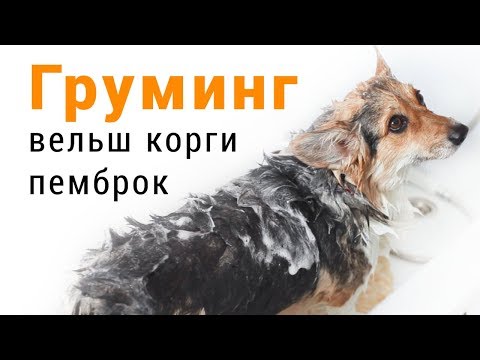 Видео: Как помыть овчарку  вельш корги пемброк: помывка, сушка и оформление лап собаки.
