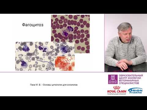 Видео: Пака М. В. - Основы цитологии для онкологов