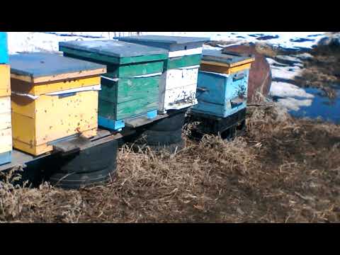 Видео: Облет пчел 2018