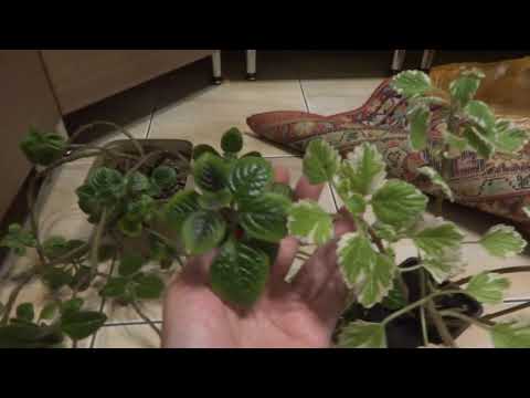 Видео: Комнатные цветы/растения. Новички из уценки. Плектрантус, пилея, кливия, куркума.