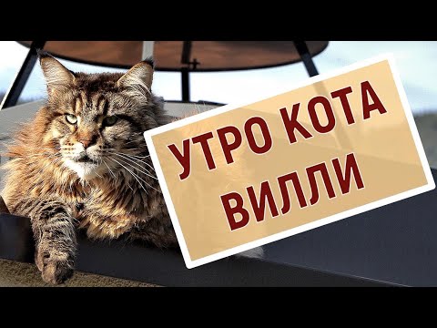 Видео: Веселые приключения котика Вилли