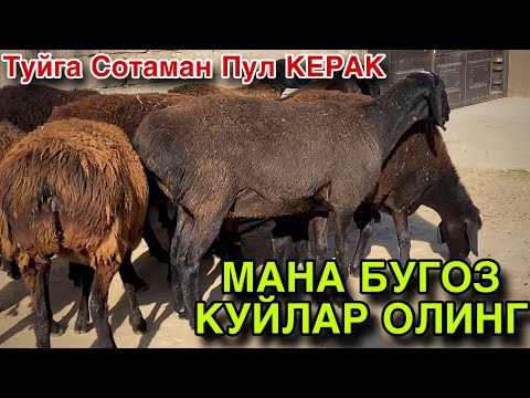 Видео: 16 Октябрь Бугоз Куйлар Сотилади 2025.Пул Керак Сотаман! 