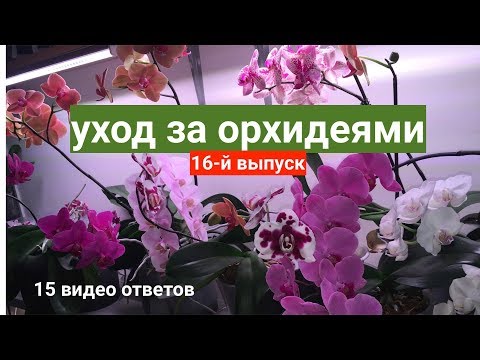 Видео: уход за орхидеями 15 вопросов / фитоверм для орхидей и панцирный клещ