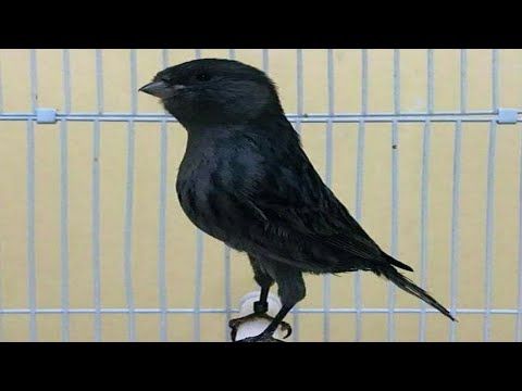 Видео: Marufxon toga kanareykalari // канарейкалар хакида