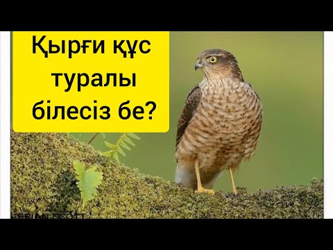 Видео: Қырғи құс туралы білесіз бе?