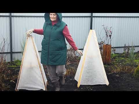 Видео: Укрываю молоденькие туи. Удобно и быстро. 9 ноября 2025 г.