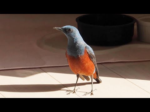 Видео: Исомару, синий каменный дрозд - Вторжение! #2 и больной воробей