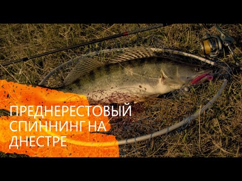 Видео: ПРЕДЗАПРЕТНЫЙ СПИННИНГ  НА ДНЕСТРЕ