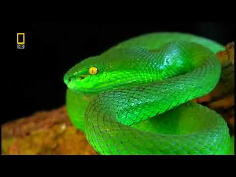 Видео: Жаныбарлар дуйносу Туштук чыгыш азиянын жырткыч айбанаттары 1 болум