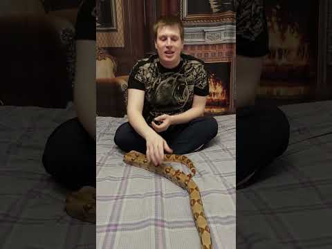 Видео: Правильное содержание  императорского удава дома. очень важные моменты )