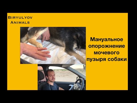 Видео: Отжимание мочевого пузыря собак и кошек
