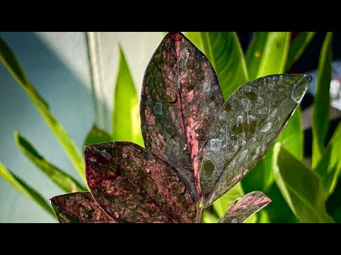 Видео: ПЕРЕСАДКА И УКОРЕНЕНИЕ ДОРОГУЩЕГО ЗАМИОКУЛЬКАСА БЛЭК ПИНК!