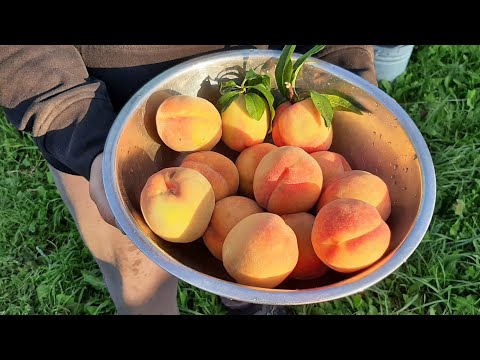 Видео: Продаю на Авито. Собираю персики. Куда посадить землянику.