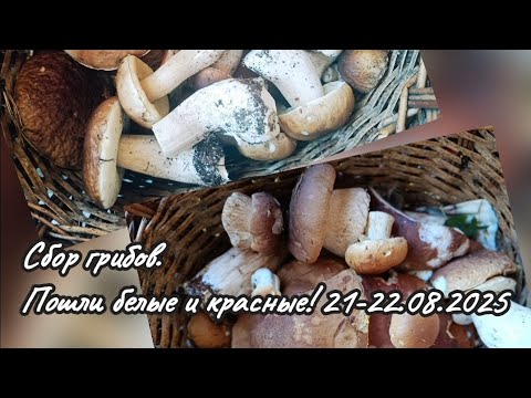 Видео: Сбор грибов. Пошли валом белые и красные! Кировский район Ленинградской области, 20-21.08.2025