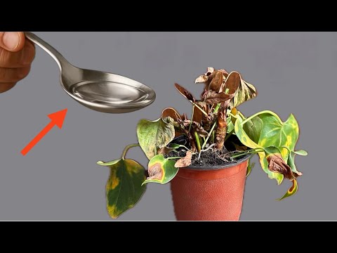 Видео: Как мгновенно оживить любое растение с помощью этого простого трюка (работает всегда!)