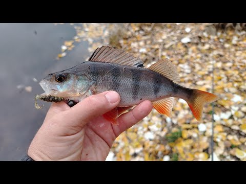 Видео: Осенний микроджиг. 