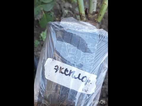 Видео: Новые сорта в сад!)