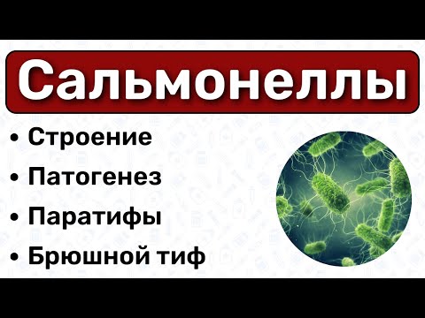 Видео: Сальмонеллы и брюшной тиф: строение, патогенез, диагностика, лечение / Микробиология