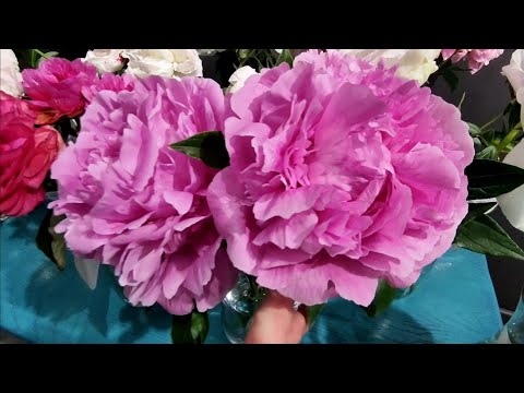 Видео: Выставка пионов Пионовый фест,часть 2