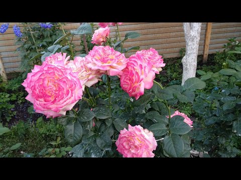 Видео: Розы. Цветение роз в августе. Какие розы я могу Вам порекомендовать точно. Лучшие сорта роз.