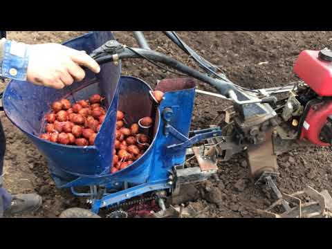 Видео: Мотоблок посадка картофеля Полтавской картофелесажалкой