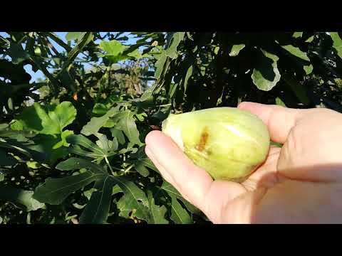 Видео: № 276   Fig fruit. Плод на Смокиня, сорт Далматинска, едра, крушовидна, дегустация - 04 .09.2020 г.