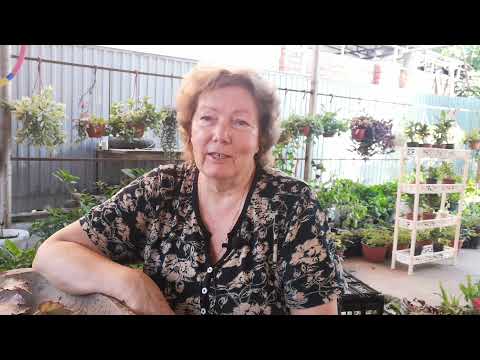 Видео: Размножение декоративных бегоний листом.