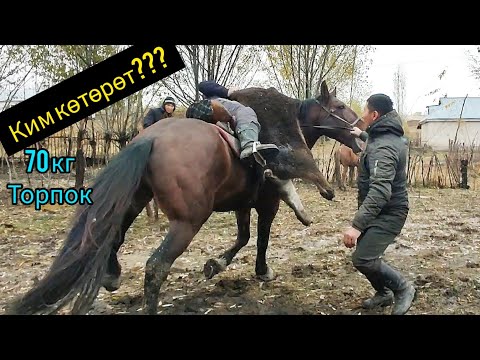 Видео: Жалпак Ташта Аламан Улак башталды.